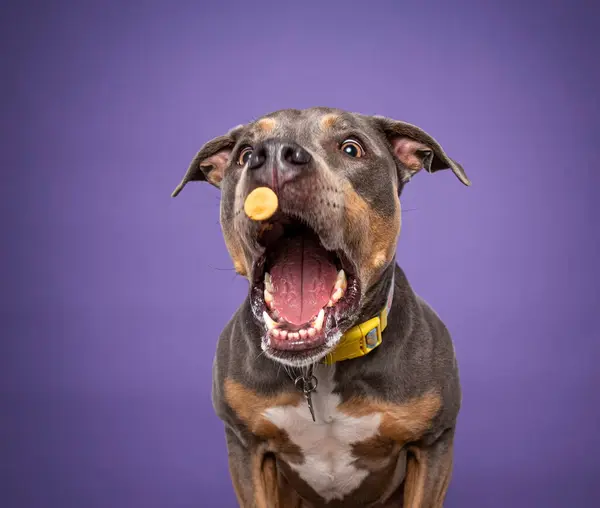 Gambar Studio Anjing Lucu Latar Belakang Yang Terisolasi Stok Foto Bebas Royalti