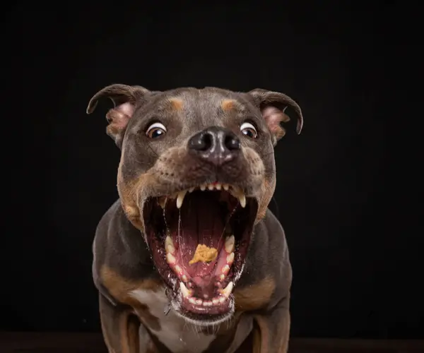 Studio Shot Cute Dog Isolated Background Stock Photo