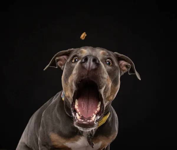 Студийный Снимок Милой Собаки Изолированном Фоне Стоковое Изображение