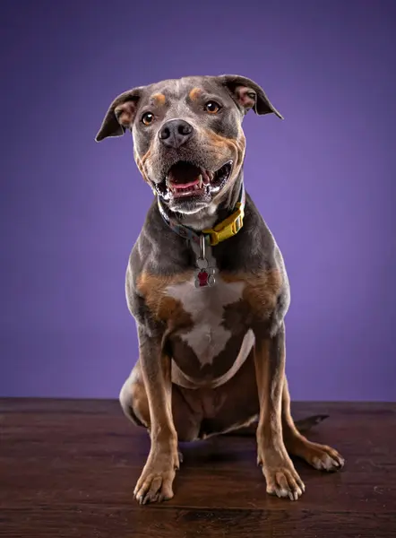 Gambar Studio Anjing Lucu Latar Belakang Yang Terisolasi Stok Gambar