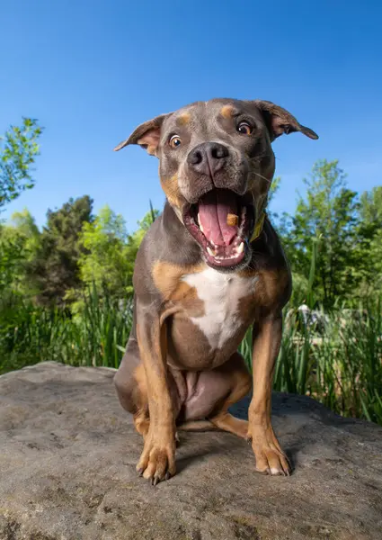 Groothoek Foto Van Een Schattige Hond Buiten Rechtenvrije Stockfoto's
