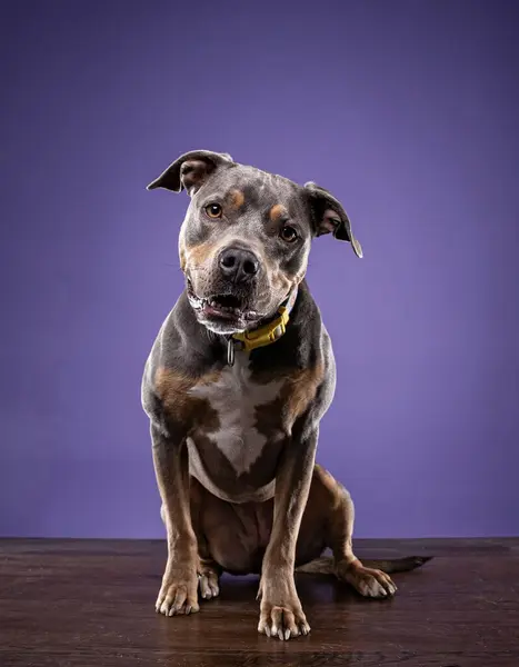 Studioaufnahme Eines Niedlichen Hundes Auf Isoliertem Hintergrund lizenzfreie Stockfotos