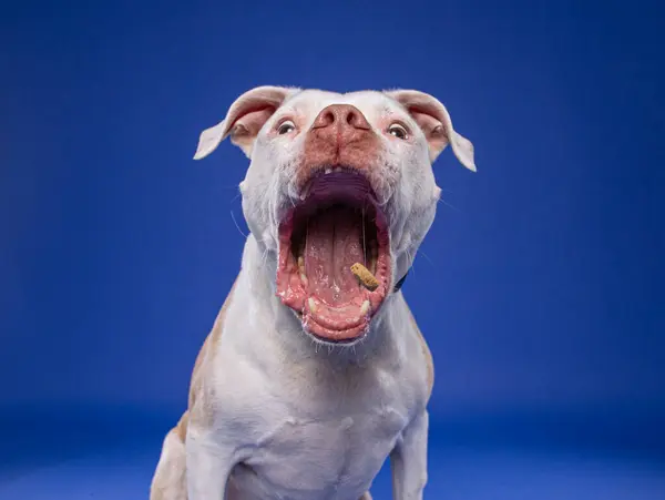Studioaufnahme Eines Niedlichen Hundes Auf Isoliertem Hintergrund lizenzfreie Stockbilder