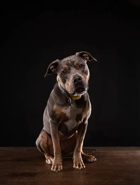 Στούντιο Πλάνο Ενός Χαριτωμένου Σκύλου Ένα Απομονωμένο Φόντο Royalty Free Εικόνες Αρχείου