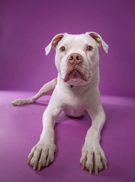 Studio Shot Van Een Schattige Hond Een Geïsoleerde Achtergrond Rechtenvrije Stockafbeeldingen