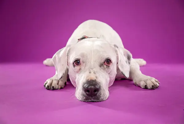 Gambar Studio Anjing Lucu Latar Belakang Yang Terisolasi Stok Foto