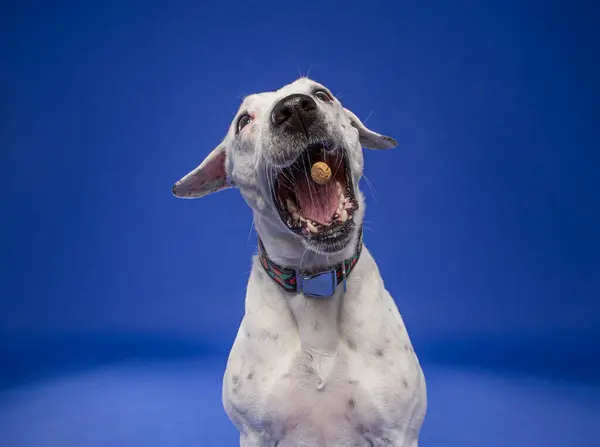 Studio Shot Van Een Schattige Hond Een Geïsoleerde Achtergrond Stockfoto