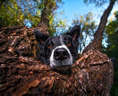 Dışarıda, doğal ortamda sevimli bir köpek.