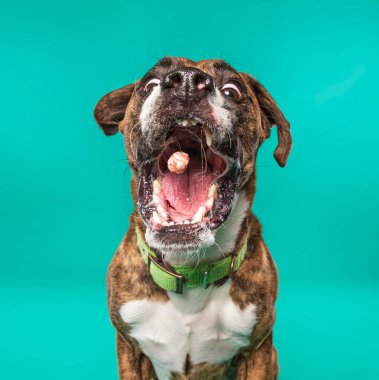 Bir stüdyo çekiminde izole edilmiş bir arka planda sevimli bir köpek.