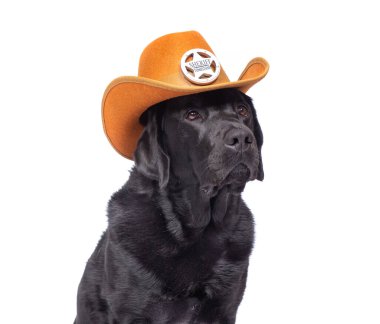 Bir stüdyo çekiminde izole edilmiş bir arka planda sevimli bir köpek.