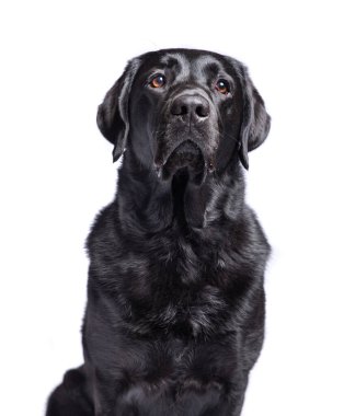 Bir stüdyo çekiminde izole edilmiş bir arka planda sevimli bir köpek.
