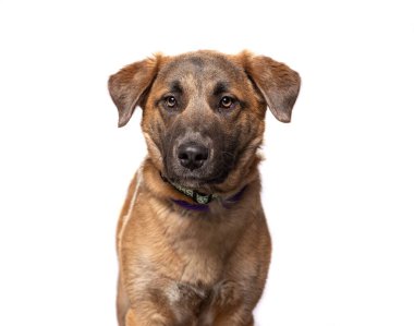 Bir stüdyo çekiminde izole edilmiş bir arka planda sevimli bir köpek.