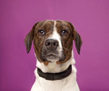 Bir stüdyo çekiminde izole edilmiş bir arka planda sevimli bir köpek.