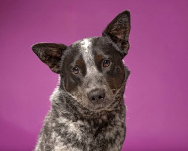 Bir stüdyo çekiminde izole edilmiş bir arka planda sevimli bir köpek.