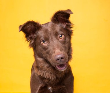 Bir stüdyo çekiminde izole edilmiş bir arka planda sevimli bir köpek.