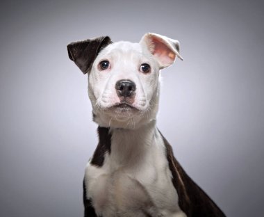 Bir stüdyo çekiminde izole edilmiş bir arka planda sevimli bir köpek.