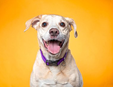 Bir stüdyo çekiminde izole edilmiş bir arka planda sevimli bir köpek.