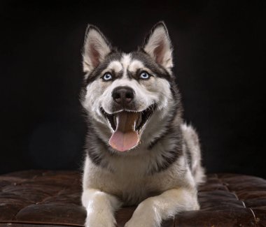 Bir stüdyo çekiminde izole edilmiş bir arka planda sevimli bir köpek.