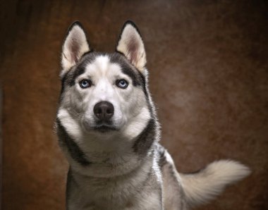 Bir stüdyo çekiminde izole edilmiş bir arka planda sevimli bir köpek.