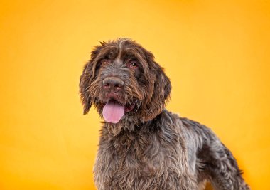 Bir stüdyo çekiminde izole edilmiş bir arka planda sevimli bir köpek.