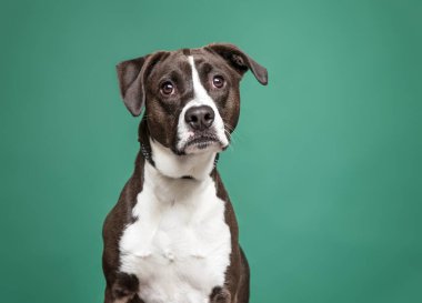 Bir stüdyo çekiminde izole edilmiş bir arka planda sevimli bir köpek.