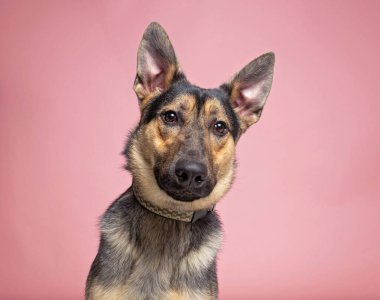 Bir stüdyo çekiminde izole edilmiş bir arka planda sevimli bir köpek.