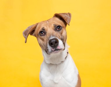 Bir stüdyo çekiminde izole edilmiş bir arka planda sevimli bir köpek.