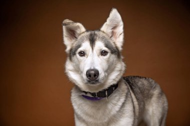 Bir stüdyo çekiminde izole edilmiş bir arka planda sevimli bir köpek.