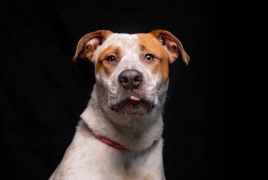 Bir stüdyo çekiminde izole edilmiş bir arka planda sevimli bir köpek.