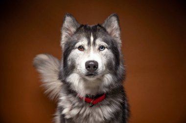 Bir stüdyo çekiminde izole edilmiş bir arka planda sevimli bir köpek.