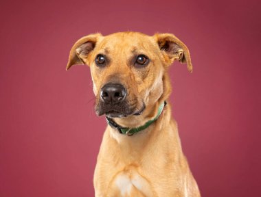 Bir stüdyo çekiminde izole edilmiş bir arka planda sevimli bir köpek.