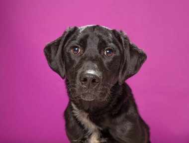 Bir stüdyo çekiminde izole edilmiş bir arka planda sevimli bir köpek.