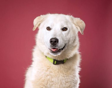 Bir stüdyo çekiminde izole edilmiş bir arka planda sevimli bir köpek.