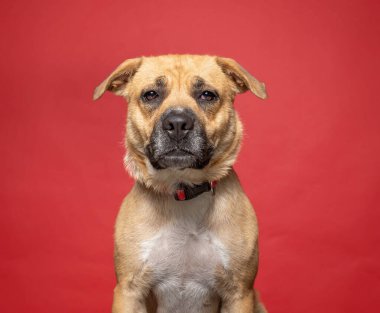 Bir stüdyo çekiminde izole edilmiş bir arka planda sevimli bir köpek.