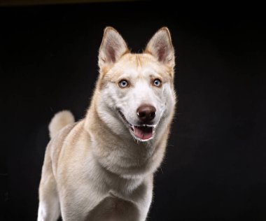 Bir stüdyo çekiminde izole edilmiş bir arka planda sevimli bir köpek.
