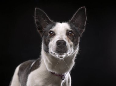 Bir stüdyo çekiminde izole edilmiş bir arka planda sevimli bir köpek.