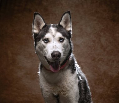 Bir stüdyo çekiminde izole edilmiş bir arka planda sevimli bir köpek.