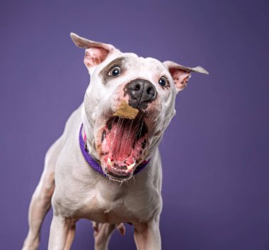Bir stüdyo çekiminde izole edilmiş bir arka planda sevimli bir köpek.