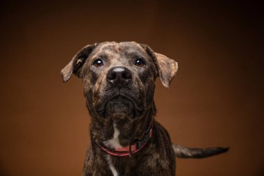 Bir stüdyo çekiminde izole edilmiş bir arka planda sevimli bir köpek.