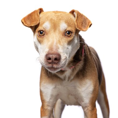 Bir stüdyo çekiminde izole edilmiş bir arka planda sevimli bir köpek.