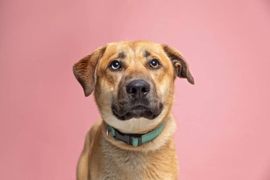 Bir stüdyo çekiminde izole edilmiş bir arka planda sevimli bir köpek.