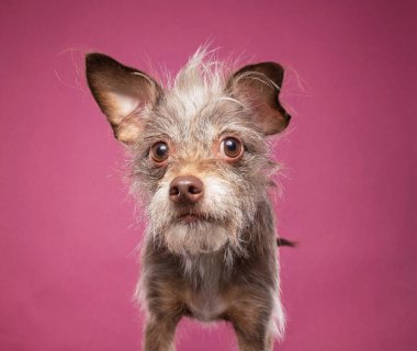 İzole edilmiş bir arka planda şirin bir köpeğin stüdyo çekimi. 