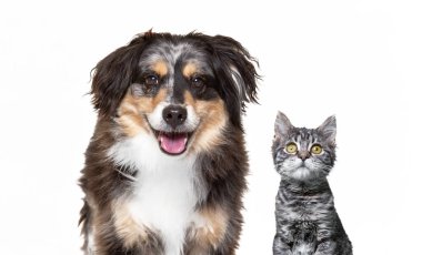 İzole bir arka planda sevimli bir köpek. 