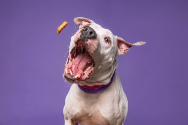 İzole edilmiş bir arka planda şirin bir köpeğin stüdyo çekimi. 