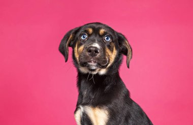 Bir stüdyo çekiminde izole edilmiş bir arka planda sevimli bir köpek.