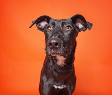 Bir stüdyo çekiminde izole edilmiş bir arka planda sevimli bir köpek.