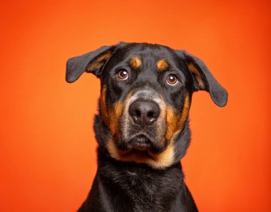 Bir stüdyo çekiminde izole edilmiş bir arka planda sevimli bir köpek.