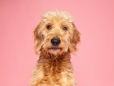 Bir stüdyo çekiminde izole edilmiş bir arka planda sevimli bir köpek.