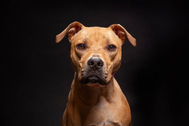 Bir stüdyo çekiminde izole edilmiş bir arka planda sevimli bir köpek.