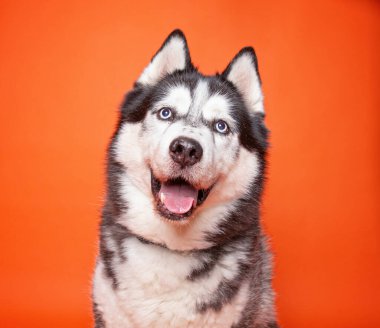 Bir stüdyo çekiminde izole edilmiş bir arka planda sevimli bir köpek.